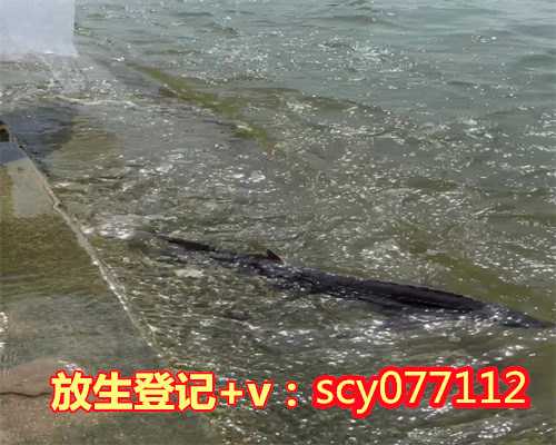 放生的小鱼邯郸，邯郸公园可以放生草龟吗【野生动物放生论文】